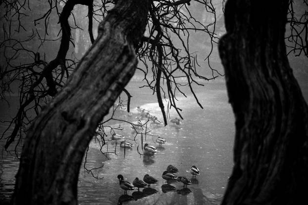 Zagreb: Gusta magla sakrila boje parka Maksimir