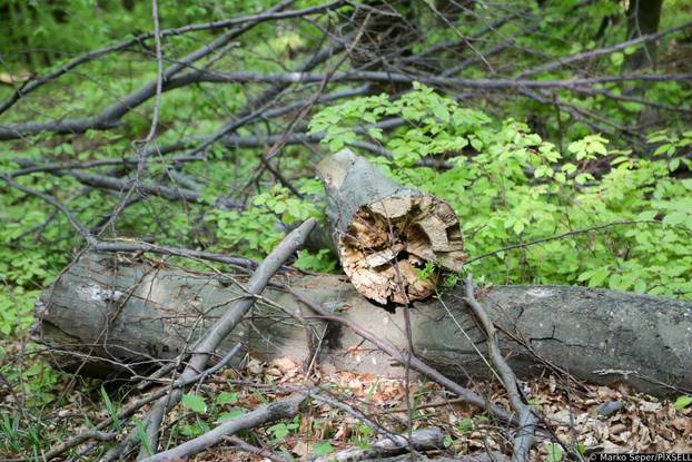 Zagreb: Tri tjedna nakon razorne oluje na Sljemenu i dalje vidljive posljedice 