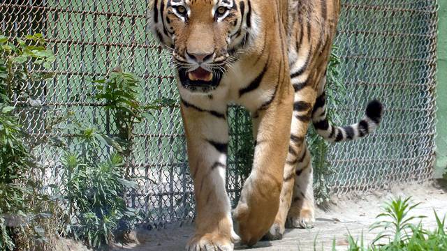 Tigar ubio jednu ženu, drugu ozlijedio u ZOO-u u Pekingu