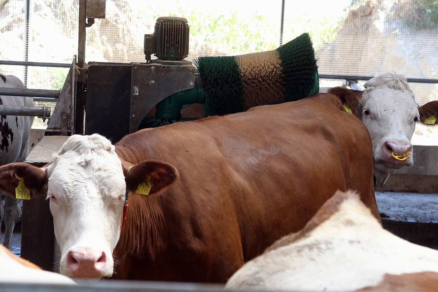 Željko Hladika/24sata