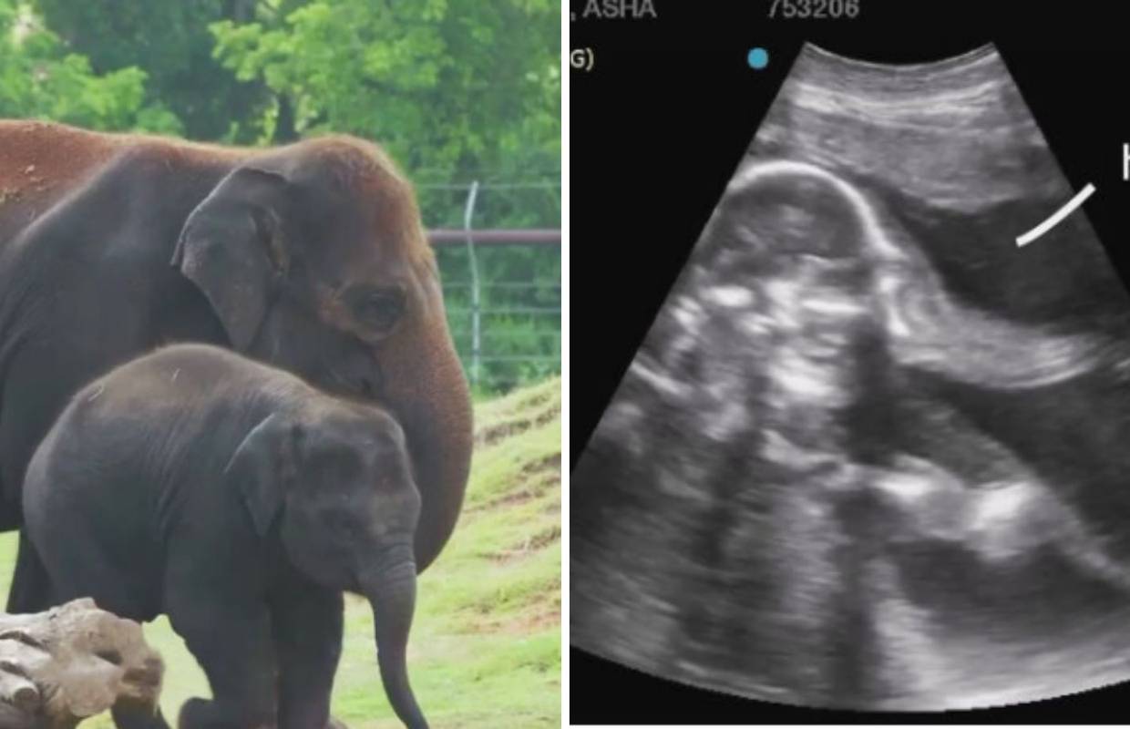 Zoološki vrt otkrio kako izgleda ultrazvuk slonice - za rastopit se