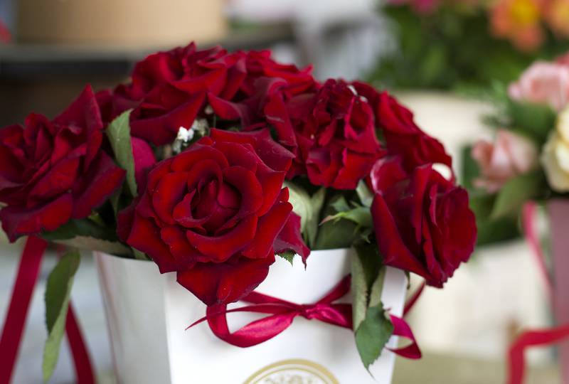 Bordeaux roses close-up. Bouquet of burgundy roses in a white gift box.