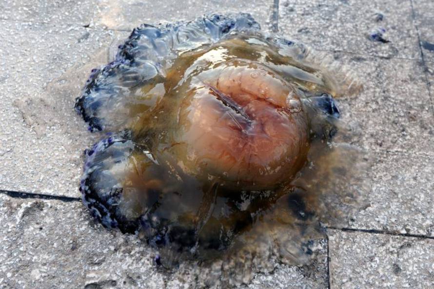 Hrvoje Jelavić/Pixsell