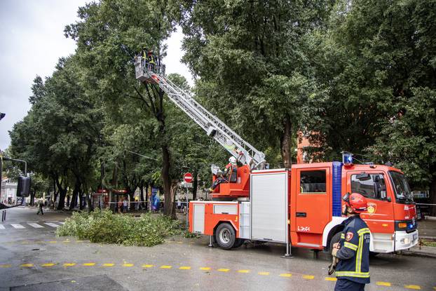 Pula: Srušeno napuklo stablo na Giardinima 