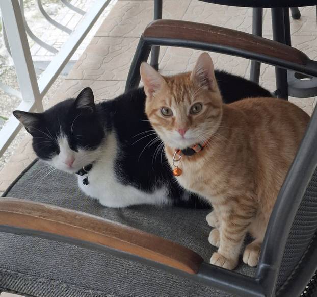 SUPER FOTKE vaših ljubimaca! Neki bi mogli biti viralni hit, ali svi su jednostavno neodoljivi