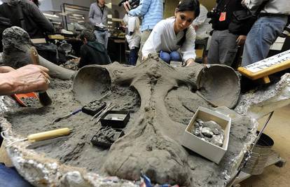 SAD: Arheolozi otkrili fosil mamuta iz ledenog doba