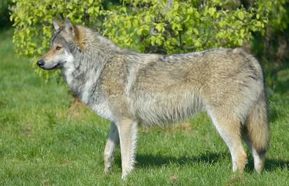 Prvi put u sto godina: Sivi vuk vratio se u sjevernu Francusku