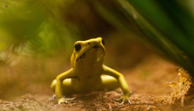 FOTO Ovo su najotrovnije životinje na svijetu: Australci, nije vama nimalo lako dolje...