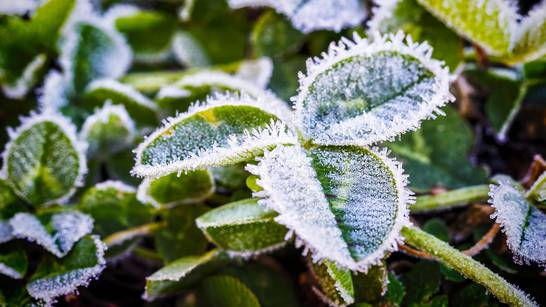 Prijete nam snijeg i mraz! Evo što trebate učiniti kako bi biljke spasili od niskih temperatura