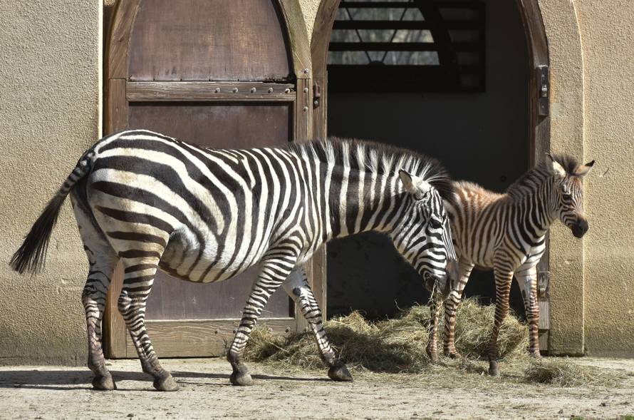 Novopridošlica u zoološkom: Stigao mali zebrić ili zebrica