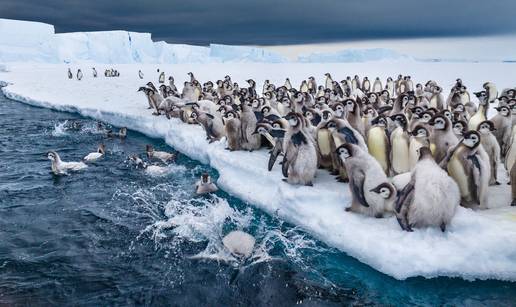 Zvono za uzbunu: Otkrili da se pingvini razmno&zcaron;avaju ranije nego ikad, to je veliki problem