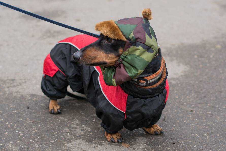 Horizontal,Portrait,Of,The,Dog,Breed,Dachshund,Full-length,On,The