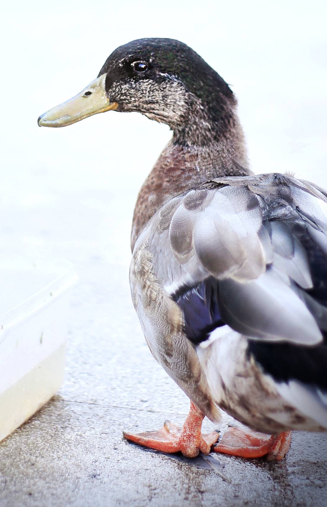 Uginuo je patak Mirko koji je živio u Komiži na otoku Visu. Bio je jedan od simbola otoka