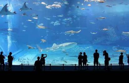 Najveći svjetski akvariji: Top 5 koji će vas ostaviti bez riječi