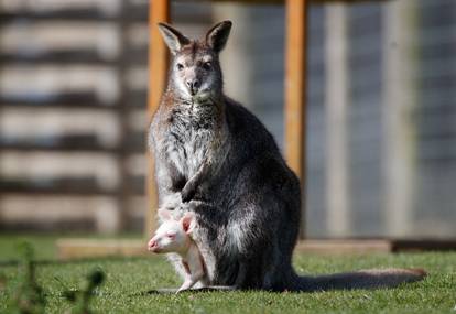 Albino baby wallaby