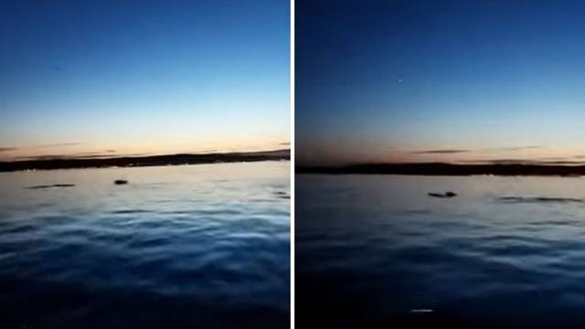 VIDEO Prekrasni prizori jata dupina  iz zaljeva u Kaštelima