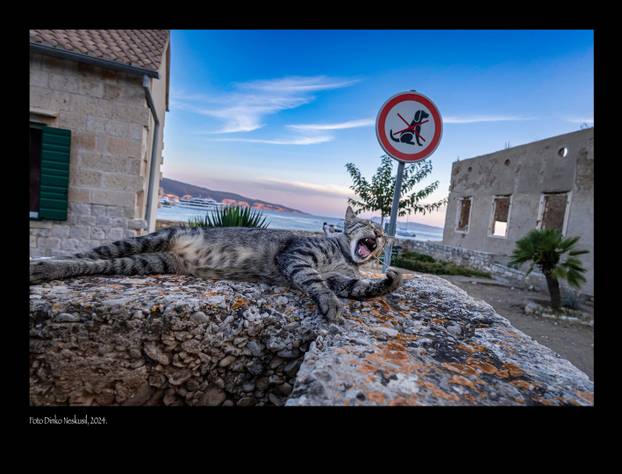 U Komiži žive posebne mačke, a jedan fotograf je smislio tajni recept da im se pomogne...