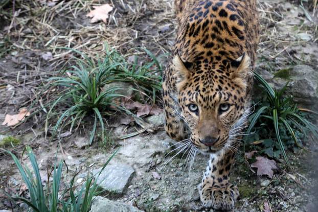 Zagreb: Životinjima u zoološkom vrtu podijeljena božićna drvca