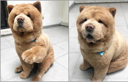 Preslatki Chow Chow psić koji izgleda kao plišani medvjedić