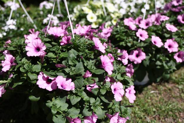 U Dugom selu održan je sajam cvijeća