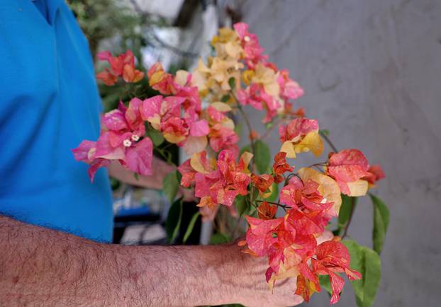 Split: Denis Bojčić, kolekcionar bugenvila