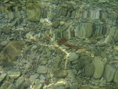 FOTO Na plaži na Hvaru najezda meduza: 'Preplavile su nas'