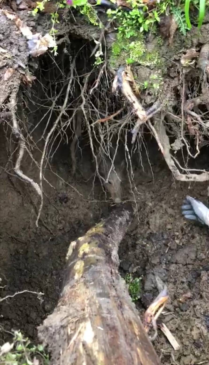 VIDEO Unuk i djed spasili malo prase kod Petrinje: 'Prišlo mi je, kao da je znalo da ću ga spasiti'