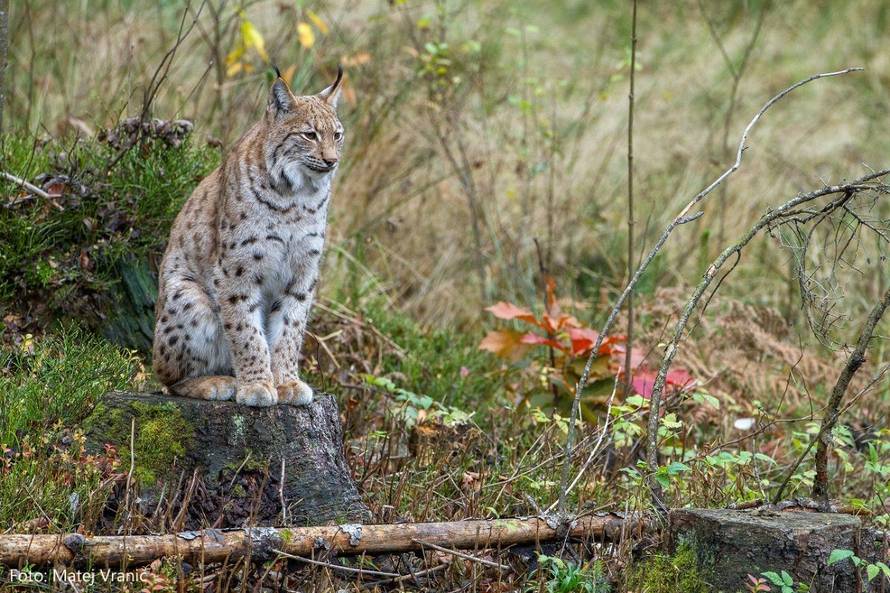Hrvatske jedinke spašavat će ris Doru ulovljen u Rumunjskoj