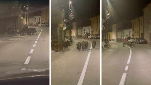 VIDEO Obitelj veprova prošetala glavnom ulicom u Crikvenici: 'Nije bilo prometa, osim njih'