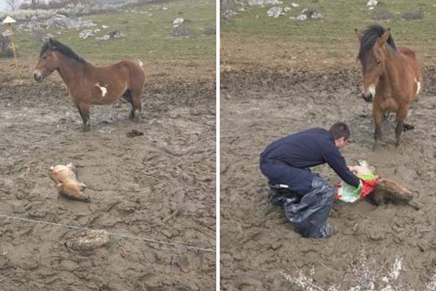 &Zcaron;drijebe zaglavilo u blatu kod Zira, kobila bila bespomo&cacute;na!: Dva policajca spasila su stvar!