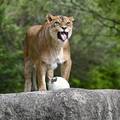 ZOO U ZAGREBU Životinjama su dijelili pisanice. Djeca uživala