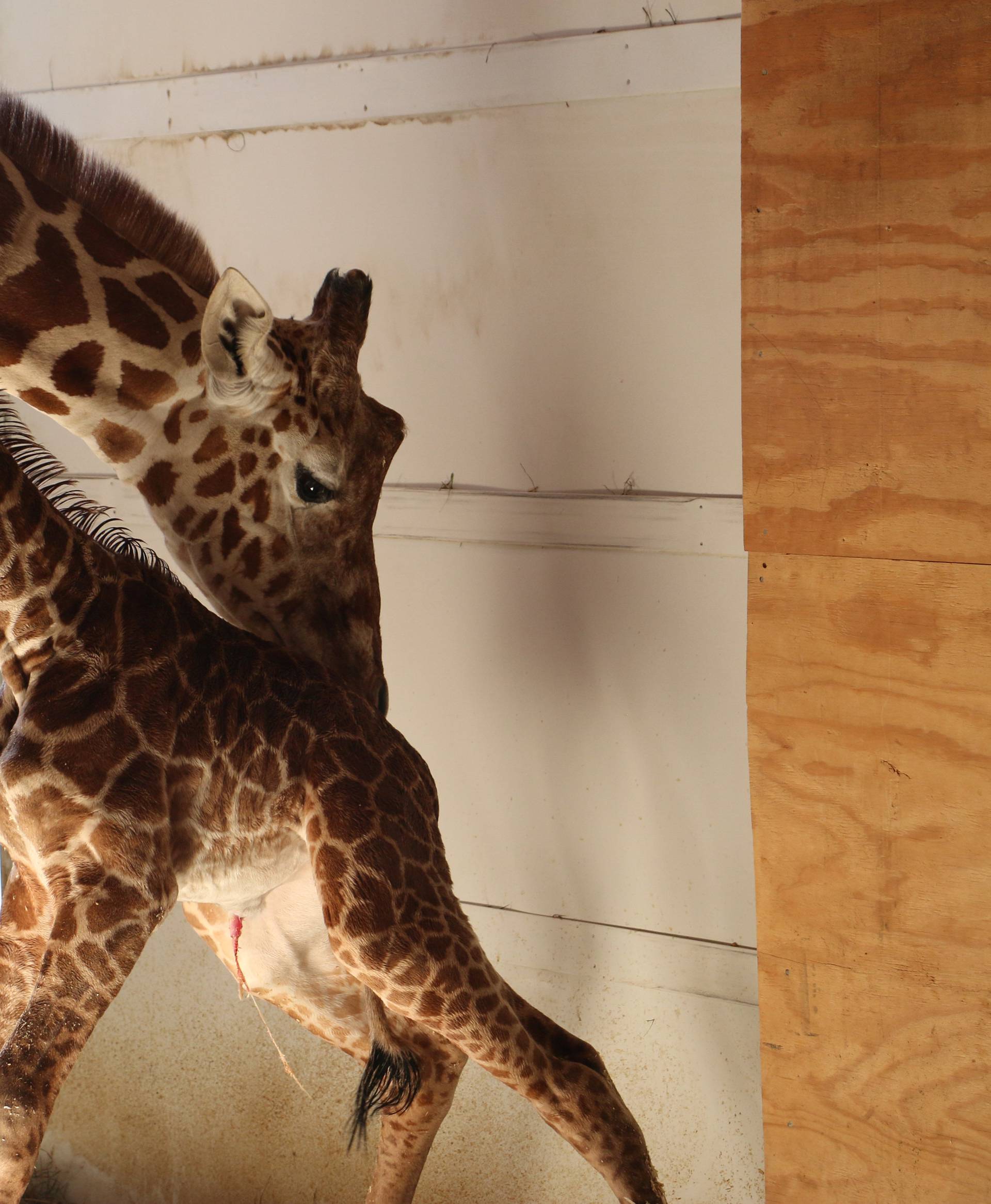 April helps her newly born unamed baby giraffe stand at the Animal Adventure Park, in Harpursville