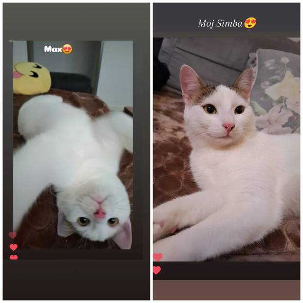 SUPER FOTKE vaših ljubimaca! Neki bi mogli biti viralni hit, ali svi su jednostavno neodoljivi