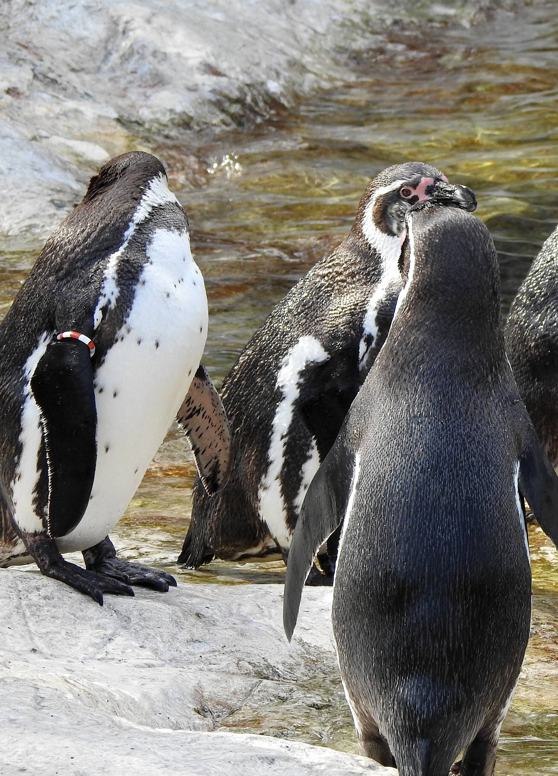 Dva gay pingvina željeli su biti očevi pa su drugima ukrali jaje