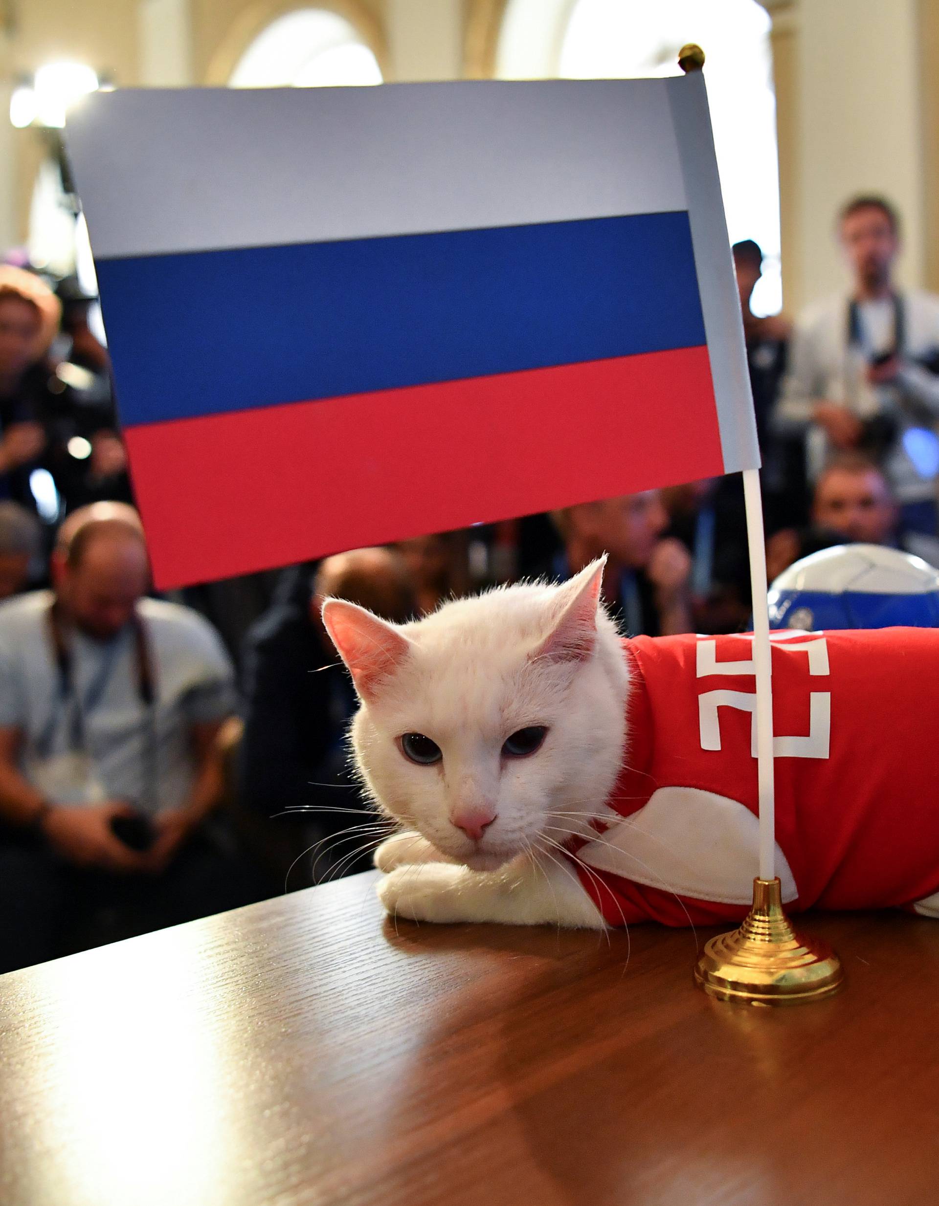 Cat Achilles attempts to predict the result of the opening match of the 2018 FIFA World Cup between Russia and Saudi Arabia in Saint Petersburg