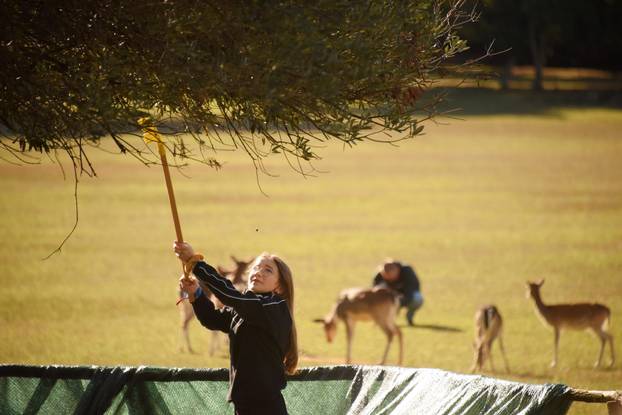 Maslina na Brijunima jedna je od najstarijih na Mediteranu