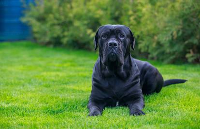 Cane Corso: Veličanstveni čuvar s nježnim srcem