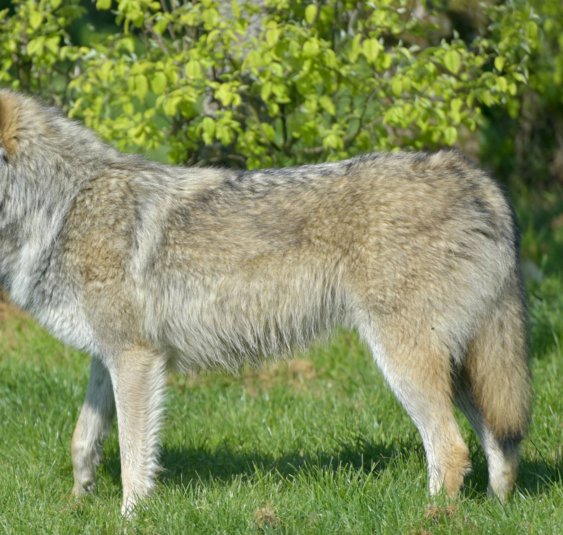 Prvi put u sto godina: Sivi vuk vratio se u sjevernu Francusku