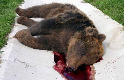 Policajci su ubili medvjeda na kojeg je naletio kamion