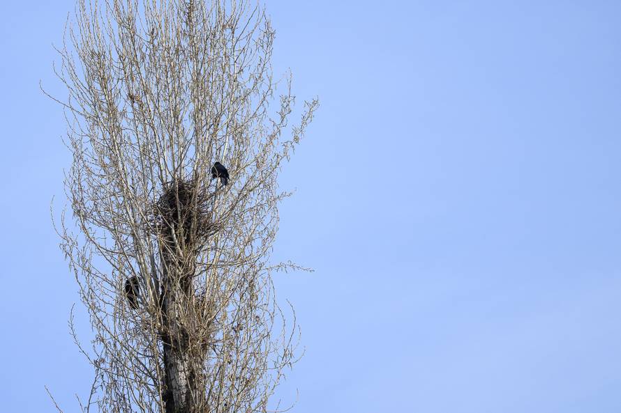 24sata Zagreb: Stanari zgrade u Španskom koji se žale da imaju desetak gnijezda vrana