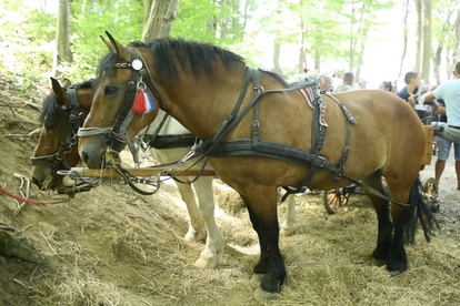 VIDEO Vozočašće u Zlatar Bistrici okupilo 150 kočija i 300 jahača