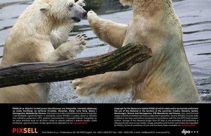 Polarni medo i medvjedica susreli se nakon tri godine