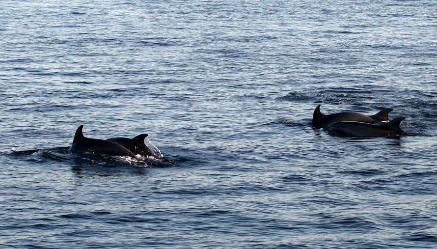 Pogledajte snimku: Turisti su brodovima pratili jato dupina