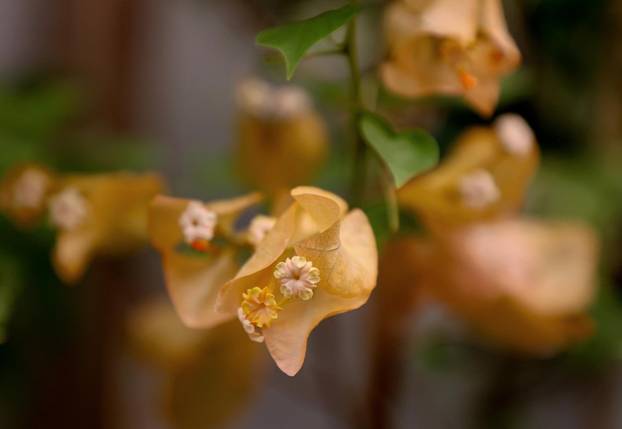 Split: Denis Bojčić, kolekcionar bugenvila