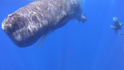 Italian coastguards work to free sperm whale entangled in fishing net