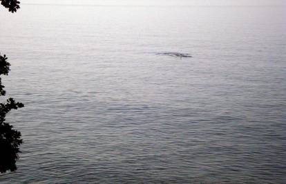 Kit dug 10 metara zalutao je u Jadran, vidjeli ga pred Rijekom