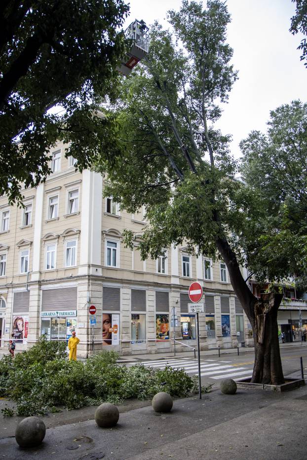 Pula: Srušeno napuklo stablo na Giardinima 