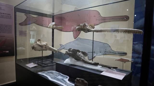 Skull of the largest dolphin in history that inhabited the Peruvian Amazon 16 million years ago and was discovered in an expedition sponsored by the National Geographic Society.