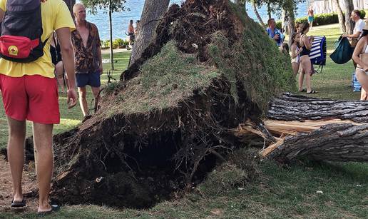 VIDEO Užas u Poreču! Stablo palo na punoj plaži: 'Čuli smo pucketanje. Ljudi su šokirani'