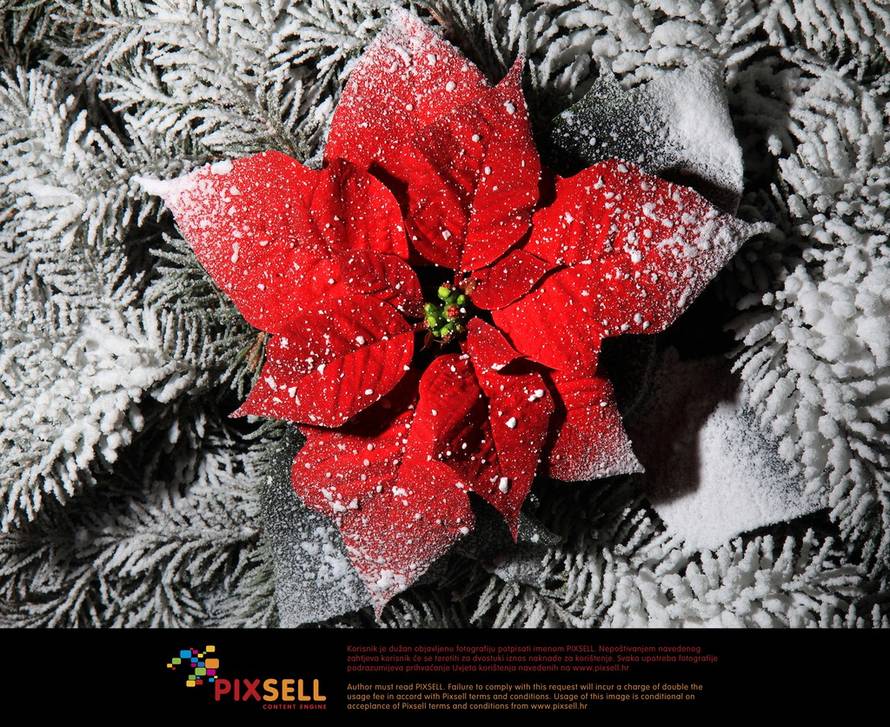 Robert Anić/Pixsell